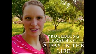 Processing Peaches - A Day in the Life