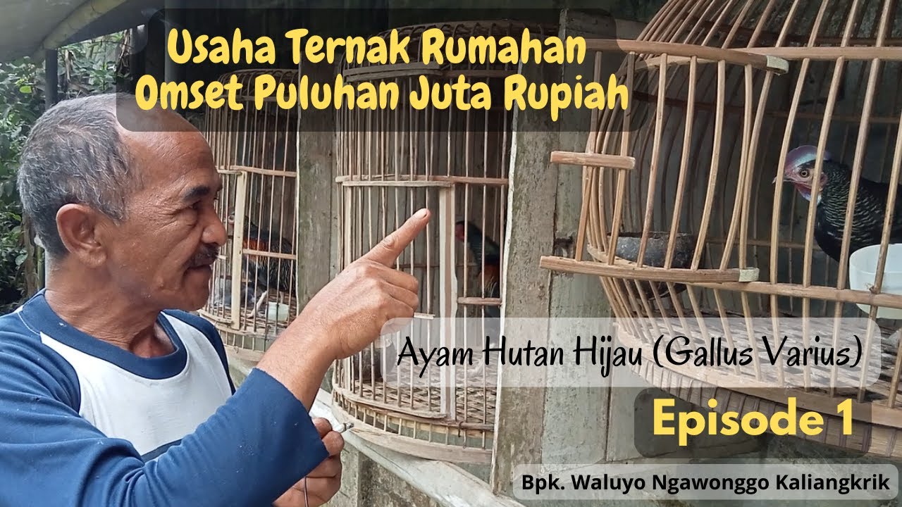 Melihat Peternakan Ayam Hutan Hijau Kawin Dodok Terbesar di Indonesia