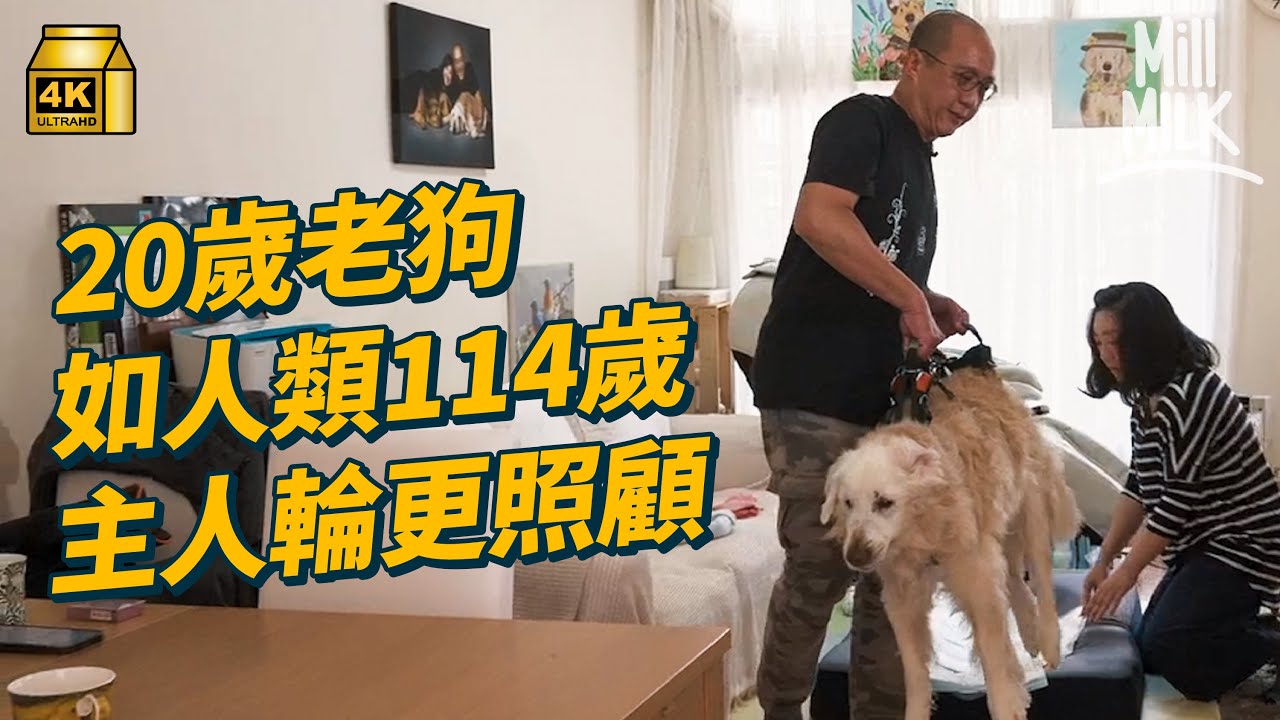 #MM｜20歲老狗失去活動能力 兩夫妻24小時全天候輪更貼身照顧 每日幾次親手幫助排尿＋排便 8歲時曾被遺棄流浪街頭  每月花數千做物理治療＋針灸｜#700萬種生活 #4K