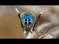 Peacock Spider "Stayin' Alive"