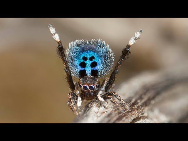 7 Adorable New Peacock Spider Species Discovered