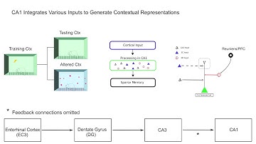 A Neurocomputational Model of Hippocampal Field CA1 During Context Fear Conditioning - SANS 2021