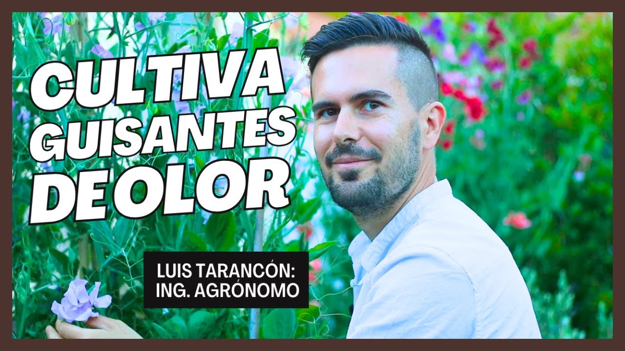 CULTIVO DEL GUISANTE DE OLOR | Lathyrus odoratus | Canal Suculento©