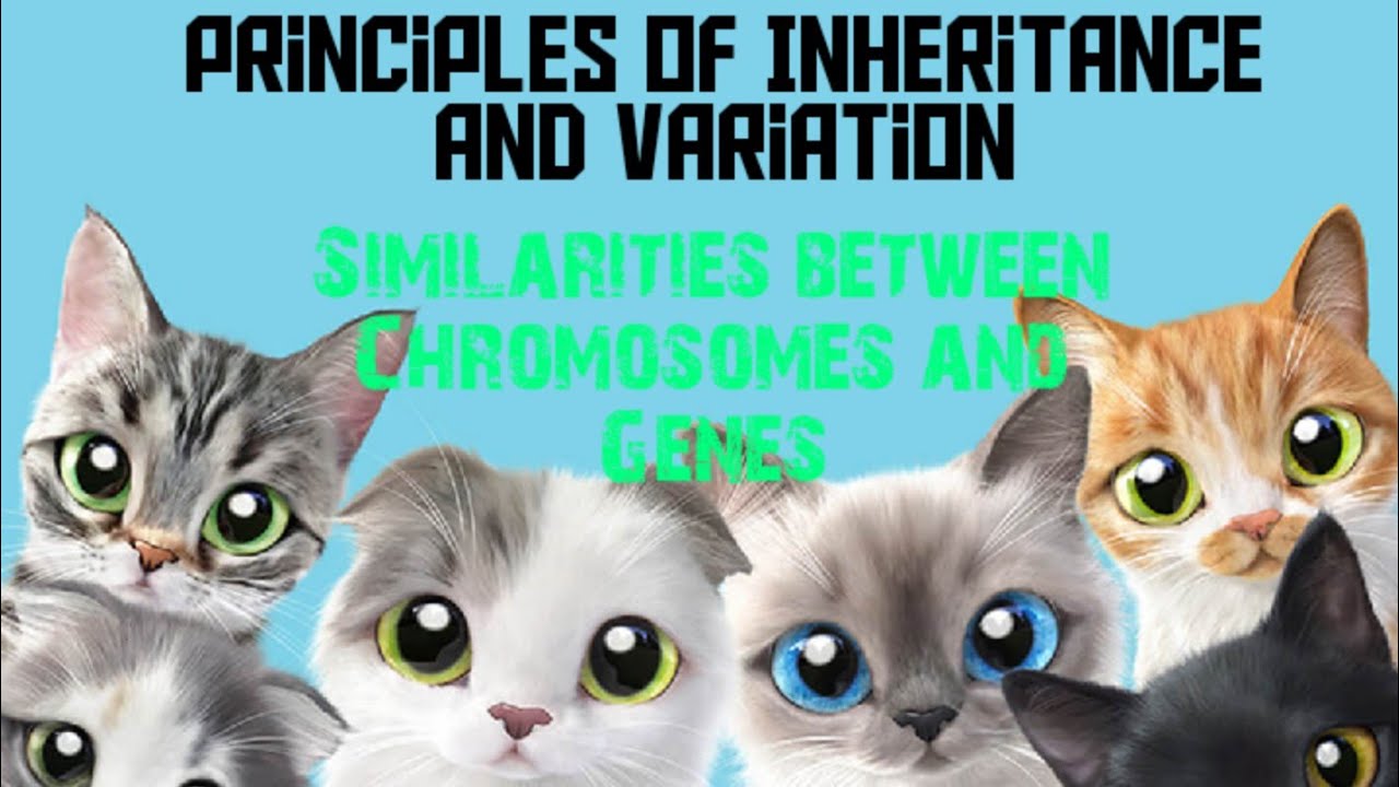 Similarities between Chromosomes and Genes - YouTube