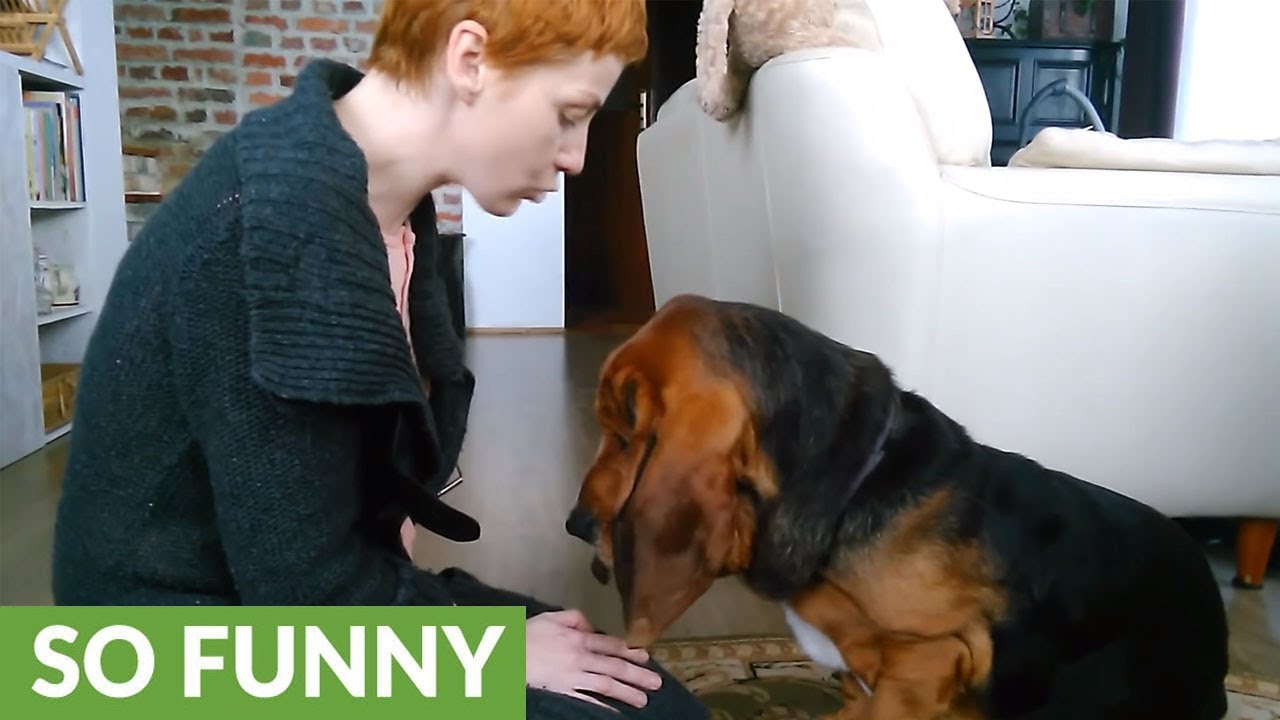 Basset Hound learns to give kisses for treats YouTube