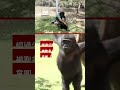 被走私的幼猩猩或將「回家」－ BBC News 中文