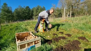 Planter des pommes de terre sans effort