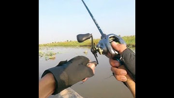 câu cá lóc tràm chim mồi vr chìm lững N22..4 #caucaloc #vinhrom #fishing
