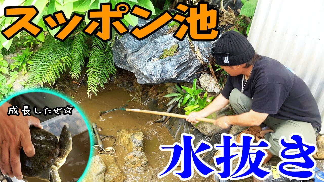 寒さに弱いスッポンが無事に越冬できるように対策します！