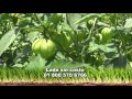 AgroScience, En un cultivo de Tomatillo o Tomate Verde.