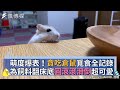 萌度爆表！貪吃倉鼠覓食全記錄 為飼料翻床底圓滾滾滑倒超可愛