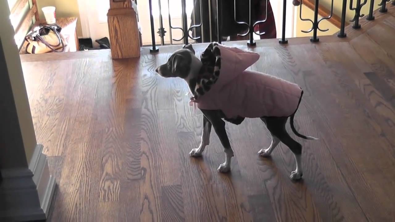 Italian Greyhound testing its winter coats ! YouTube