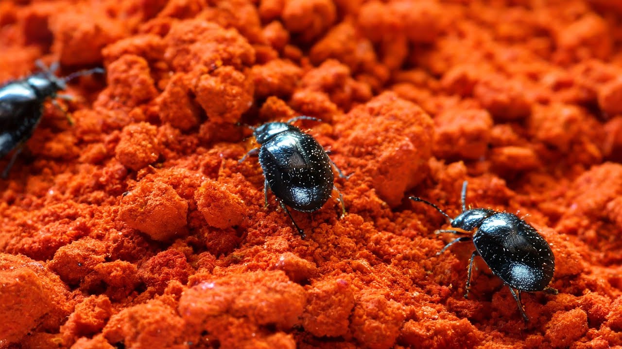 Yes, Those Are Probably Bugs In Your Paprika. Here's What To Do.