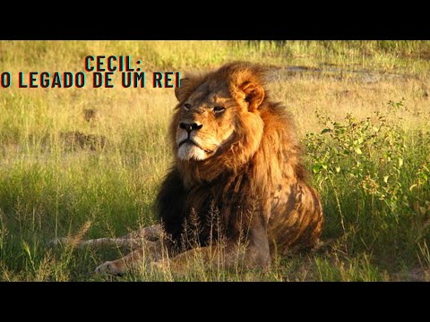 CECIL O legado de um rei em HD 2022