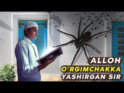 Video: O'rgimchakning ko'rinishi aurami?