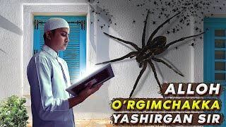 Аллоҳ Ўргимчакка Яширган Ақлбовар Қилмас Сир