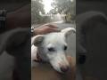 Good morning! #morning #dogs #dogshorts #happy #goodmorning #love #motivation #friends #dogvideos