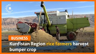 Kurdistan Region rice farmers harvest bumper crop