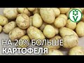 ОБЯЗАТЕЛЬНАЯ ПОДГОТОВКА КАРТОФЕЛЯ К ПОСАДКЕ ДЛЯ ПОВЫШЕНИЯ УРОЖАЙНОСТИ