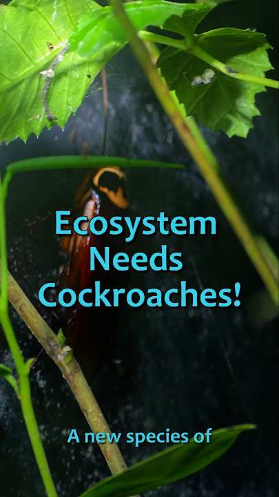3 cockroach species confirmed, including a newly adult Australian cockroach