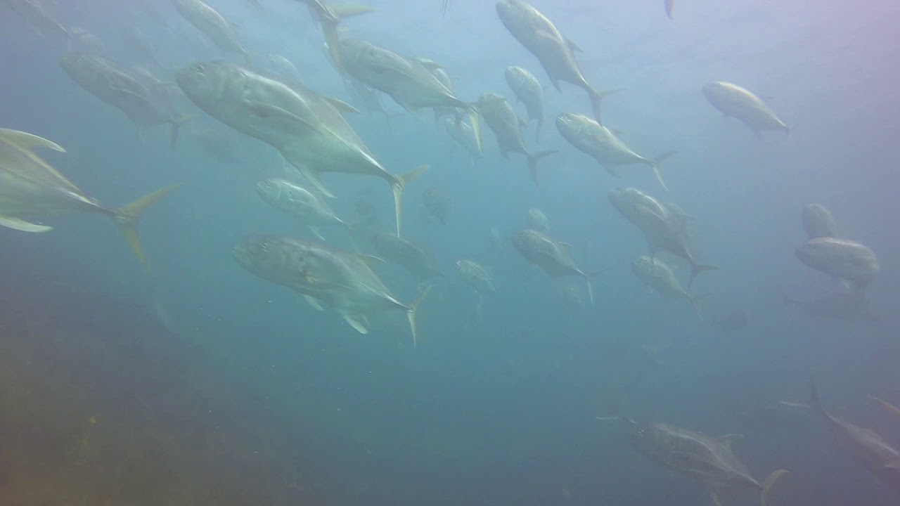 Scuba Diving in Cabo -The Corridor