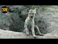 safariLIVE - Sunset Safari - February 24, 2019