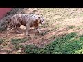 Vizag zoo lo una variety of animals chusara??