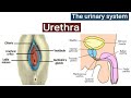 Urethra, Urinary System (Lecture 7), Structure and Functions of Urethra, Male and Female Urethra