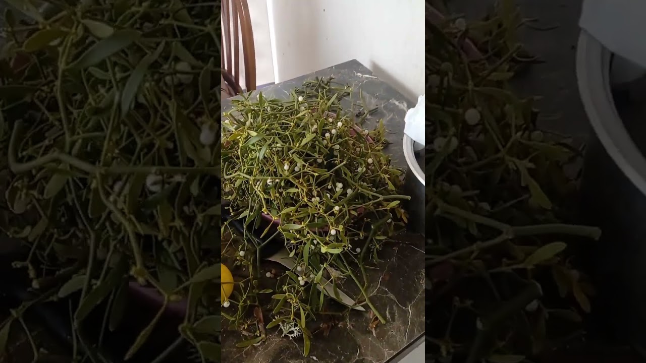 Собрали целебные травки. За городом. Омела Белая и Исландский мох.