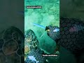 turtle🐢 and fishes🐠🐋🐟#reels #viral #subscribe