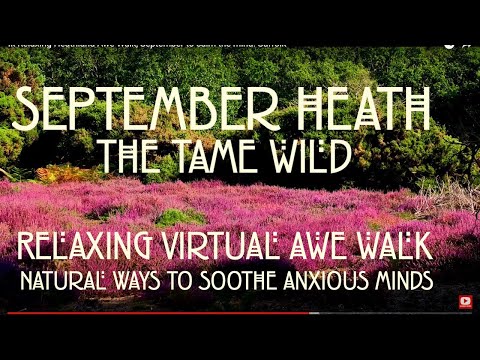 4k Relaxing Heathland Awe Walk in September to help calm the mind. Hollesley Heath, Suffolk