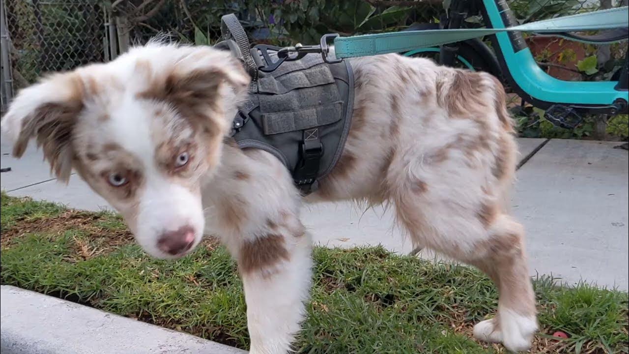 how-long-can-4-month-aussie-sit-stay-youtube