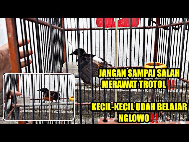 FAKTOR MURAI BATU NGELOWO ‼️ TROTOL NGELOWO class=