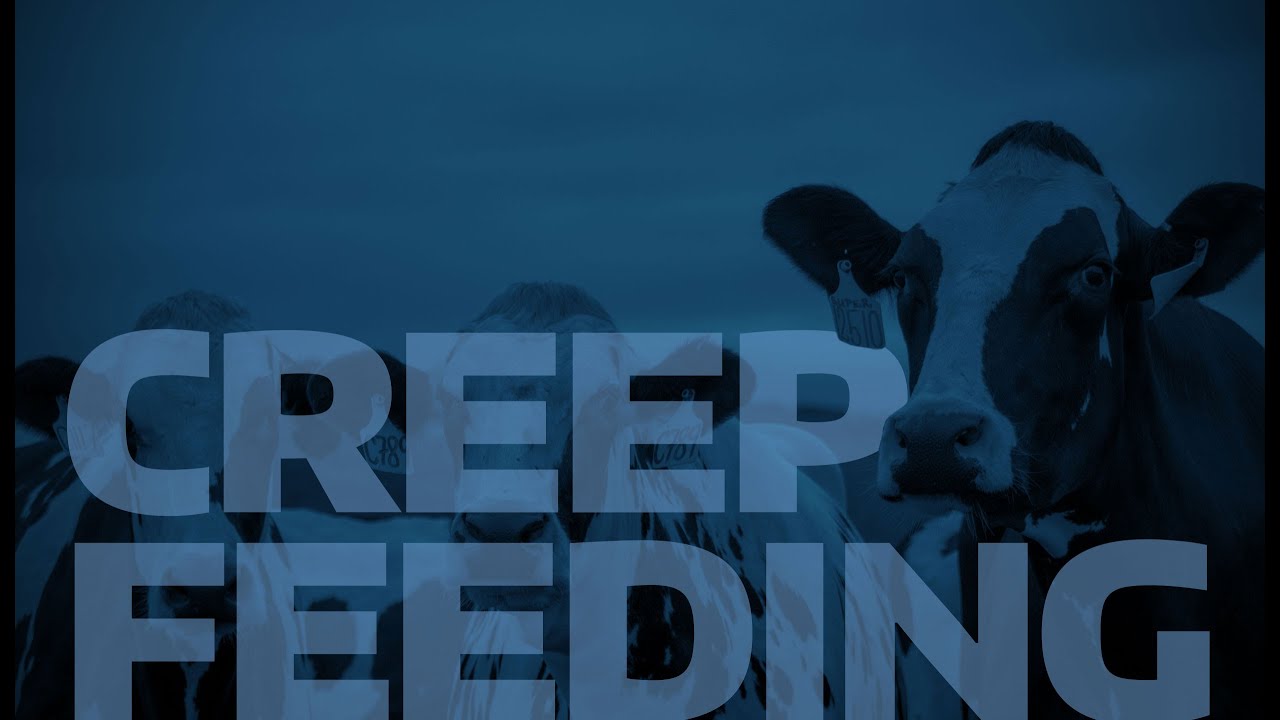 Creep Feeding
