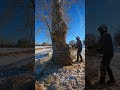 Poplar Spar Rolls Toward Pond #shortvideo #arborist #chainsaw #treeclimber #short #shorts