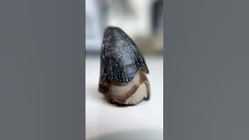 What does a paleontologist have in his collection? An alligator tooth from the Ice Age! 🐊 #fossils