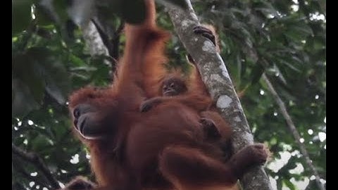 Project Sumatra - A Wildlife Conservation Documentary