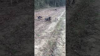 Rabbit Hunting TicBite NC Swamp Style
