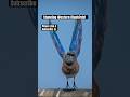 Rare & Beautiful Western Bluebirds | My Best Bird Photography Shots