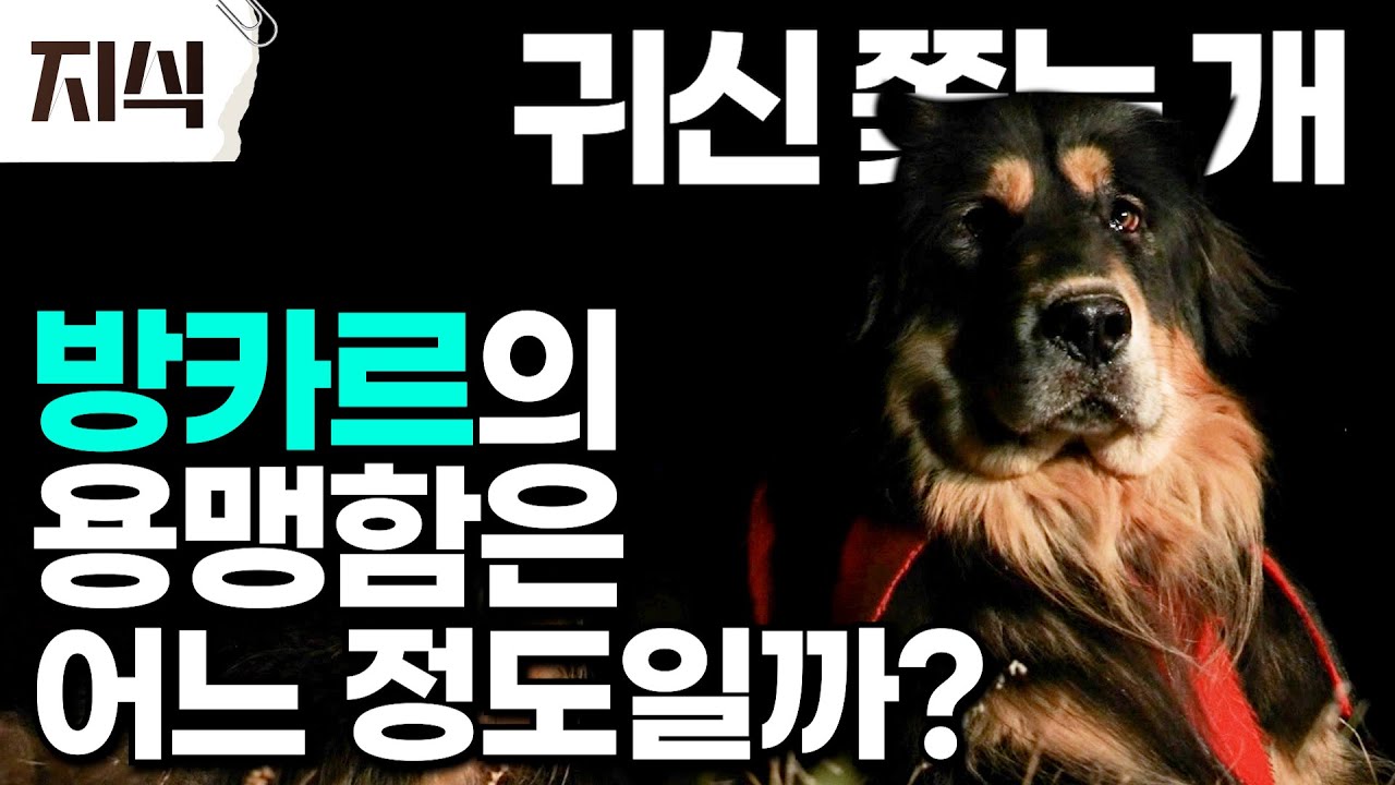 몽골 유목민과 수 세기 동안 대초원을 누볐던 개 '방카르'! 귀신까지 쫓는다는 방카르의 용맹함은 어느 정도일까? #역사 #EBS지식