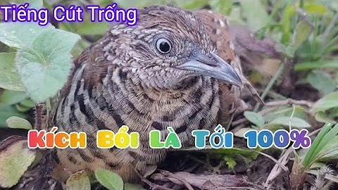 Tiếng cút trống kích bổi cực chất cực hay/ Suab lauv ws dib tuaj zoo heev