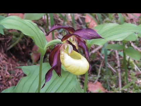 Video: Orkideplantens Hjemland: Landet Og Historien Til Opprinnelsen Til Innendørsblomsten. Hvor Vokser Orkideen Hjemme?