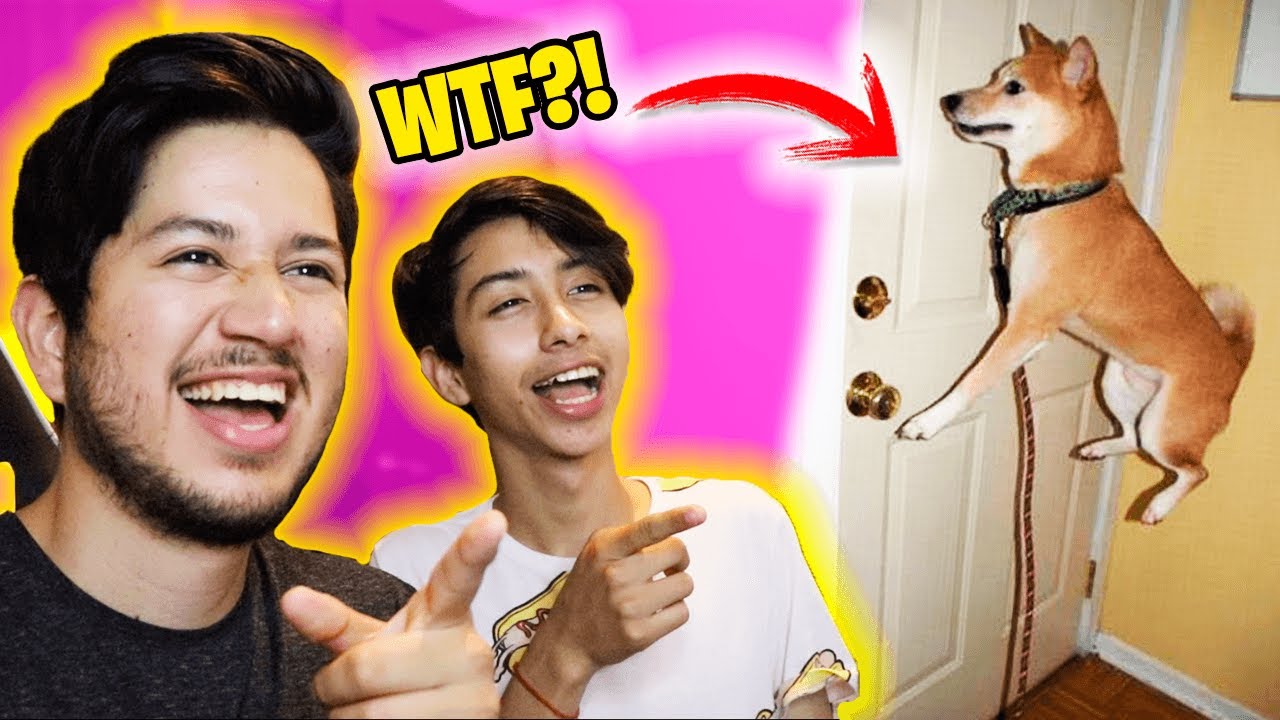 ¡SI TE RIES PIERDES EXTREMO! *VERSIÓN ANIMALES* - BROLAND