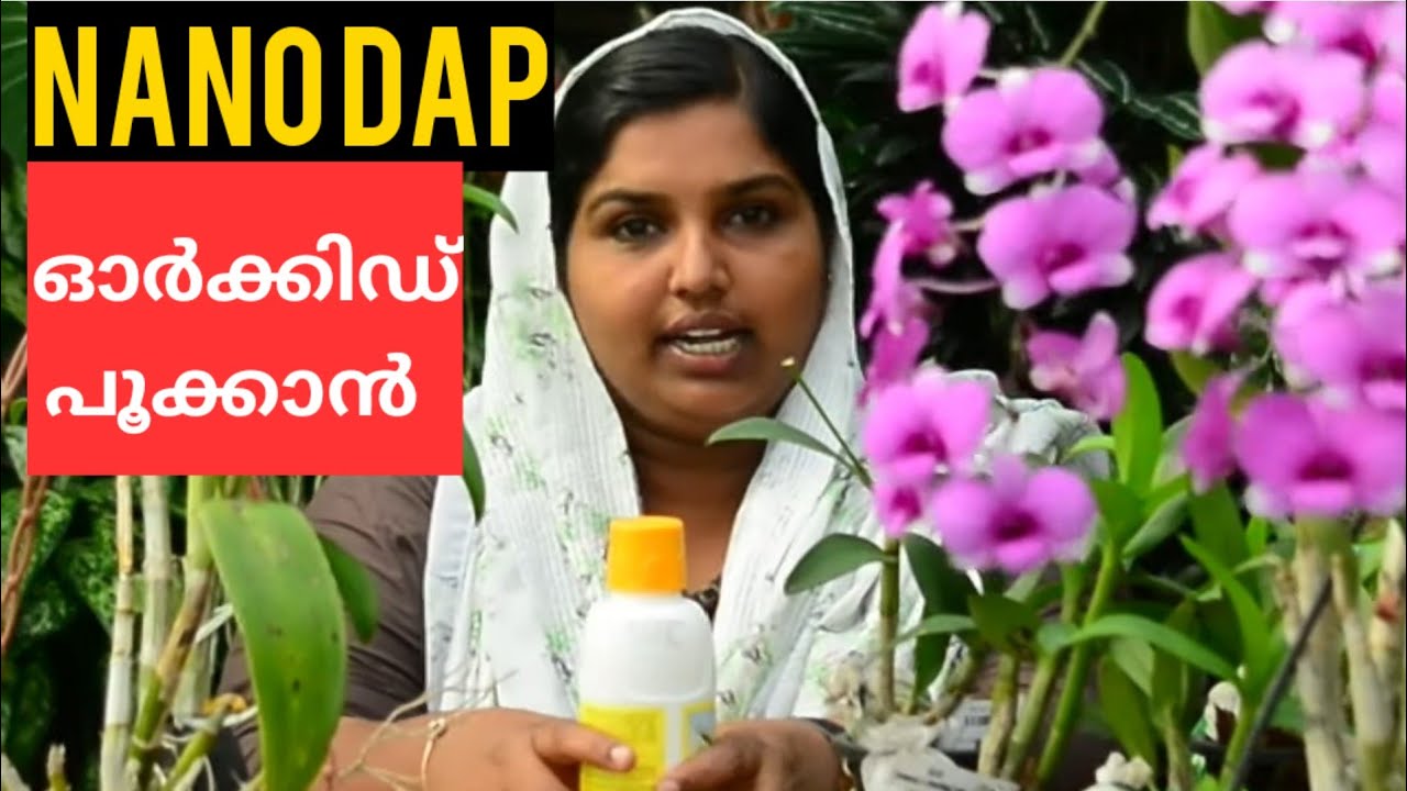 NANO DAP ഓർക്കിഡിൽ ഉപയോഗിക്കുമ്പോൾ ഉള്ള ഗുണങ്ങൾ || HOW TO USE DIAMMONIUM PHOSPHATE IN PLANTS