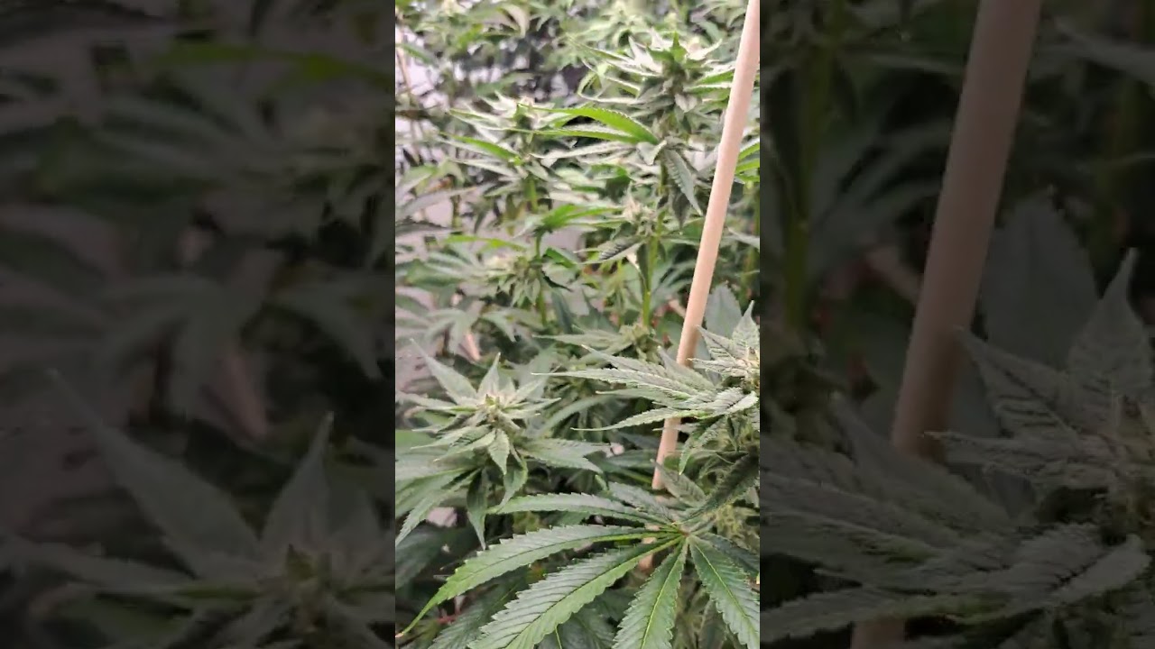 18 Strain Cross to Super Boof - Day 35 Bloom