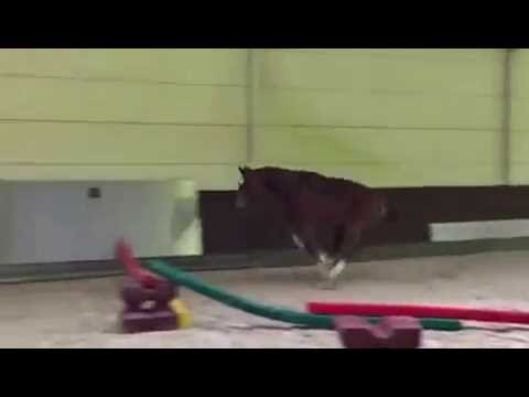 Kiekeboe Picobello Z first jumps Kiekeboe Picobello Z first jumps