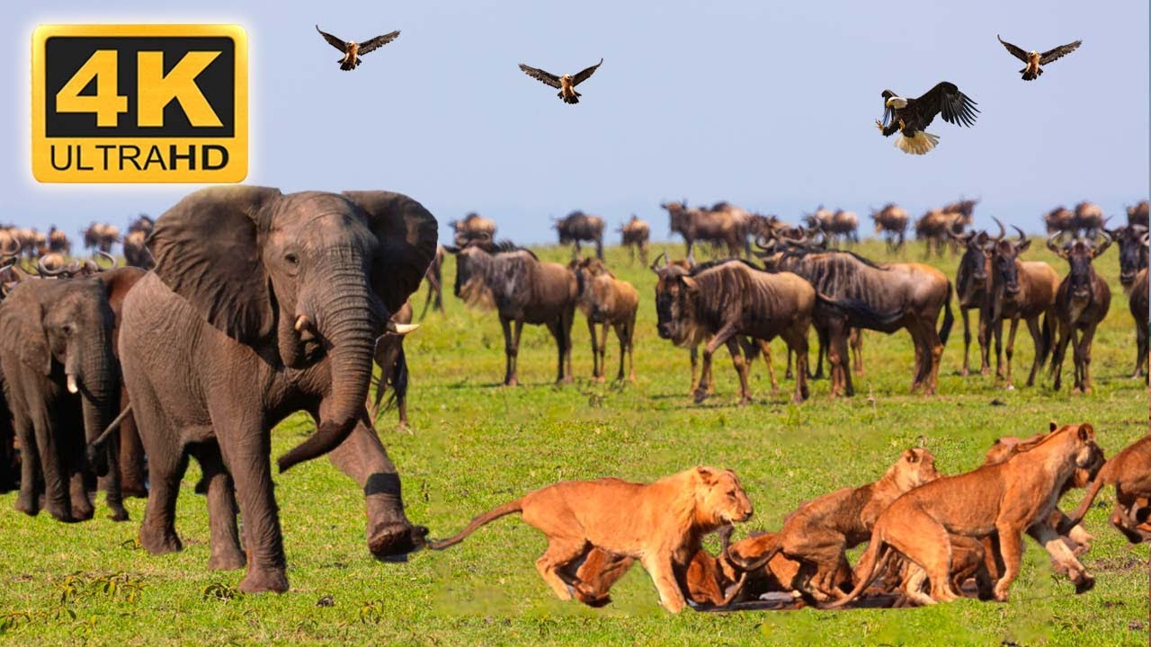 4K African Wildlife   Ngorongoro National Park Tanzania   Scenic Wildlife Film With Calming Music