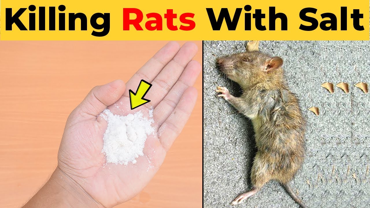 What Kills Rats Instantly? Here's The Trick