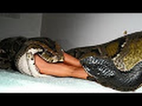 Most Amazing Wild Animal Attacks Biggest Python Snake Giant Anaconda Attacks