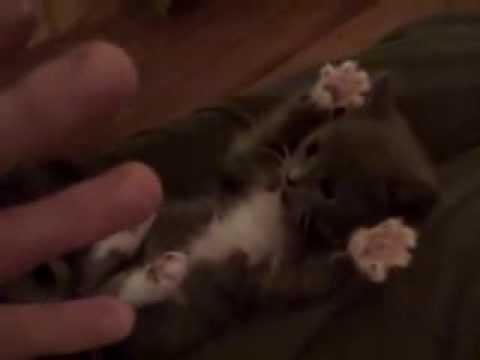 Video: 11 nejroztomilejší Kitten fotky jsme kdy viděli